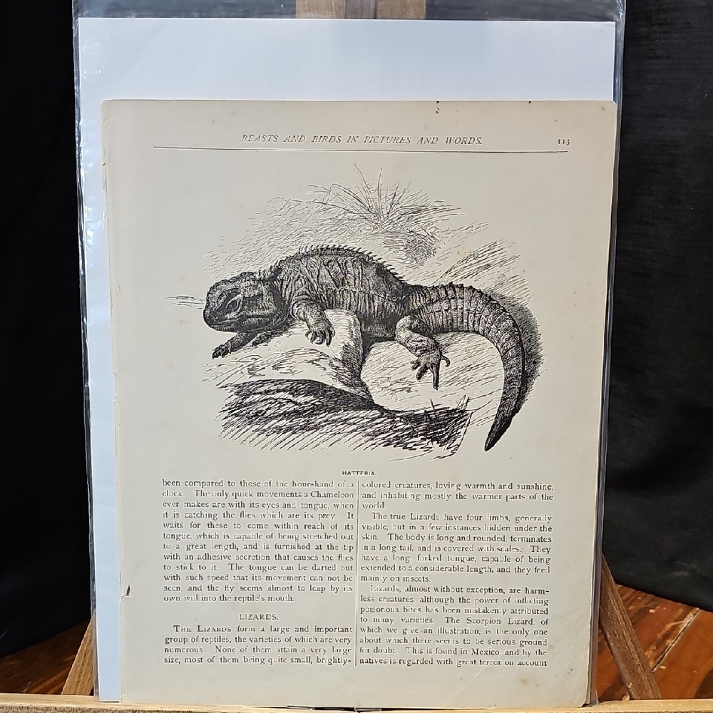 Reptile Illustration Book Prints From "Beasts And Birds In Pictures And Words" - Picture 2 of 7